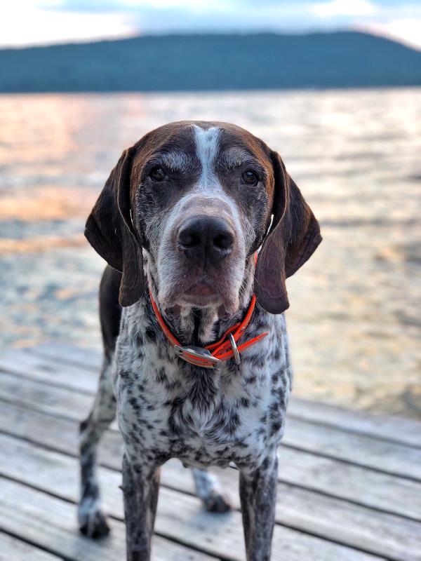 /Images/uploads/Southeast German Shorthaired Pointer Rescue/segspcalendarcontest2018/entries/9023thumb.jpg